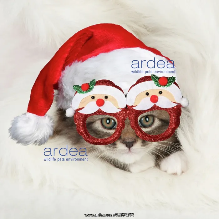 : CAT - Somali x tabby kitten wearing Christmas : CAT - Somali x tabby kitten wearing Christmas