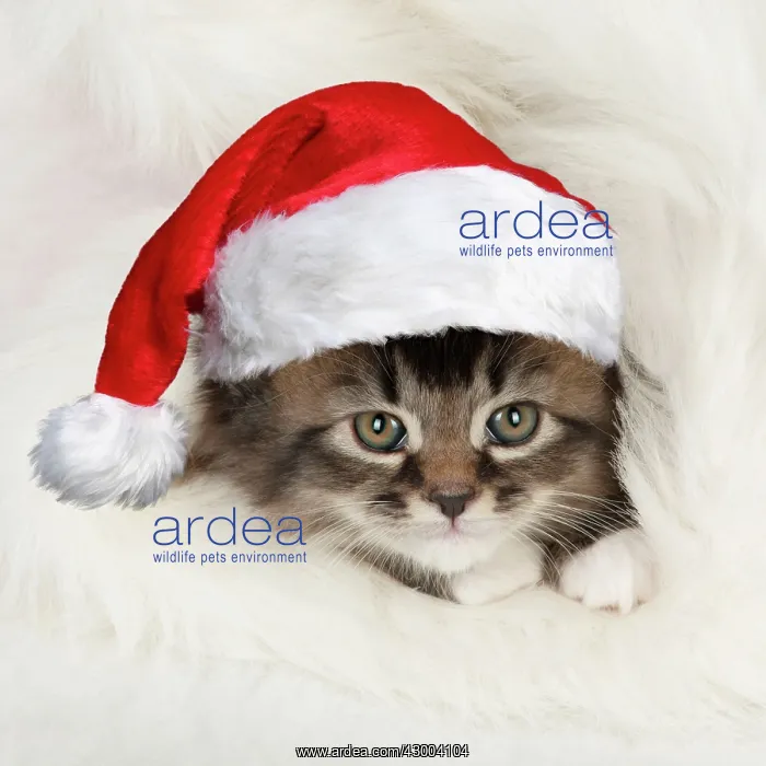 : CAT - Somali x tabby kitten wearing Christmas hat : CAT - Somali x tabby kitten wearing Christmas hat