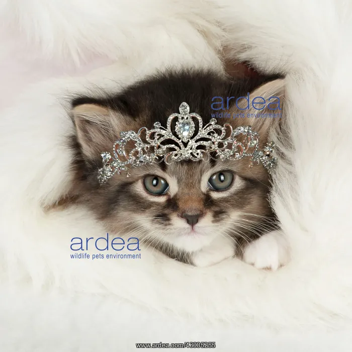: CAT - Somali x tabby kitten wearing a tiara : CAT - Somali x tabby kitten wearing a tiara