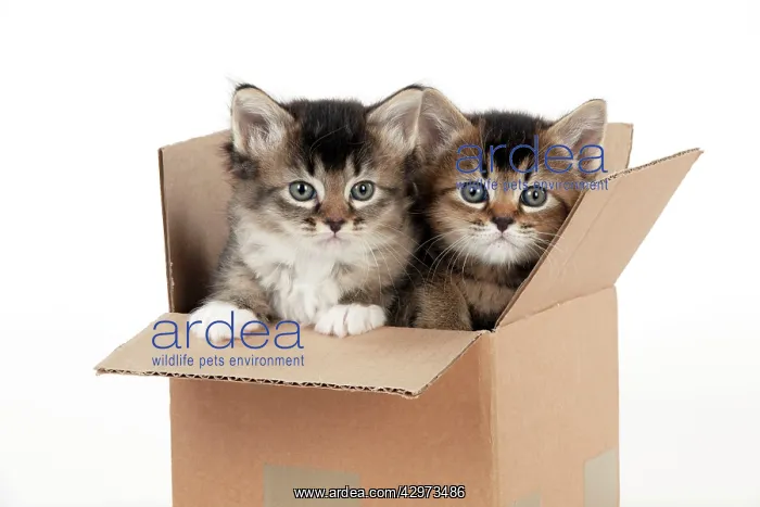 : CAT - Somali x tabby kittens in cardboard box - 5 weeks old : CAT - Somali x tabby kittens in cardboard box - 5 weeks old