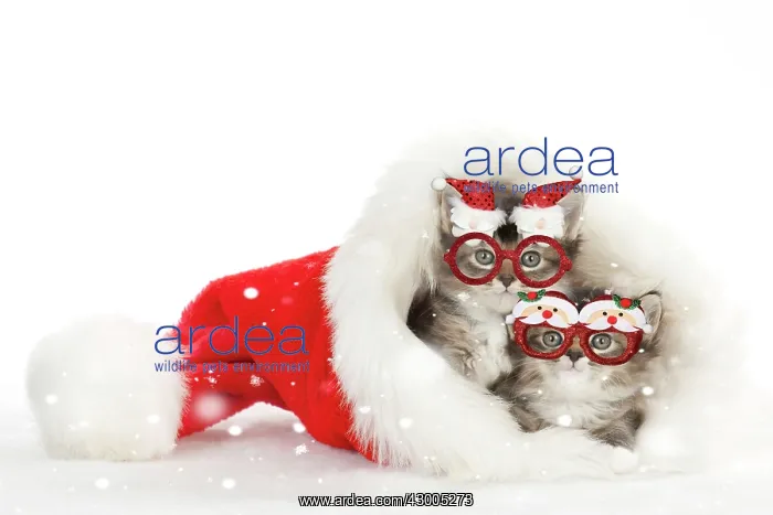 : CAT - Somali x tabby kittens wearing Christmas : CAT - Somali x tabby kittens wearing Christmas