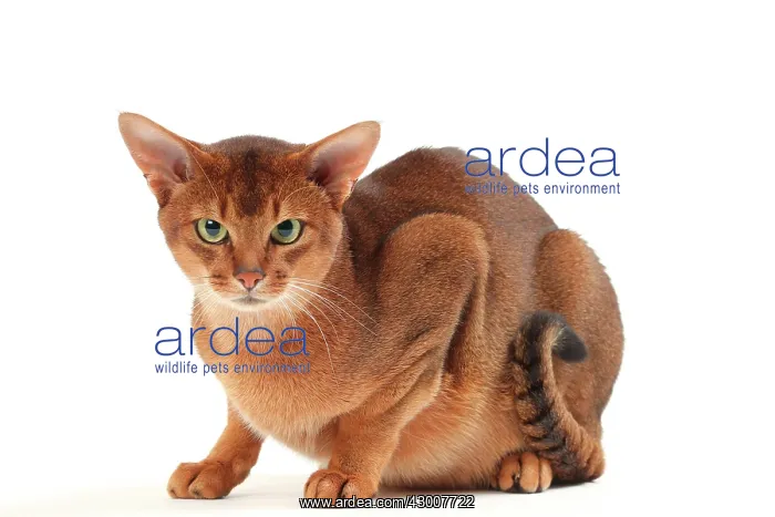 : Cat Sorrel Abyssinian : Cat Sorrel Abyssinian