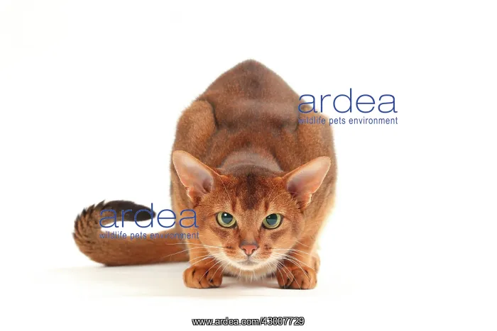 : Cat Sorrel Abyssinian : Cat Sorrel Abyssinian