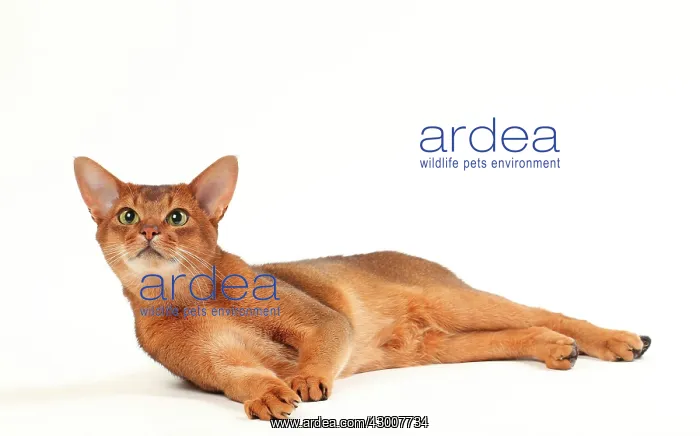 : Cat Sorrel Abyssinian : Cat Sorrel Abyssinian