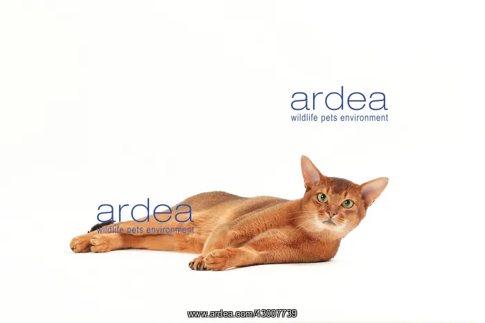: Cat Sorrel Abyssinian : Cat Sorrel Abyssinian