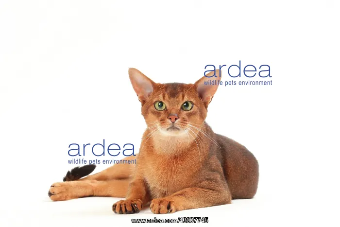 : Cat Sorrel Abyssinian : Cat Sorrel Abyssinian