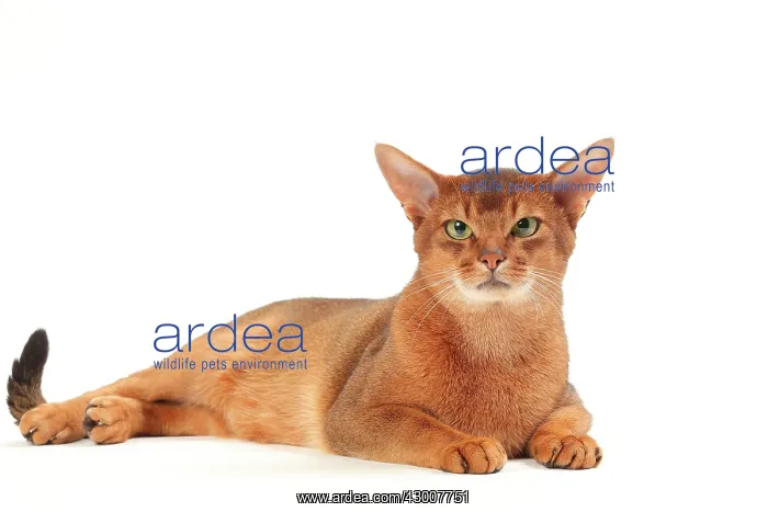 : Cat Sorrel Abyssinian : Cat Sorrel Abyssinian