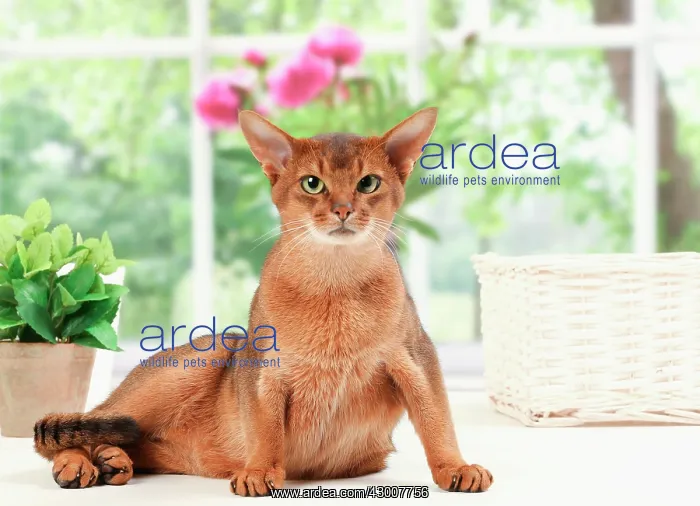 : Cat Sorrel Abyssinian : Cat Sorrel Abyssinian