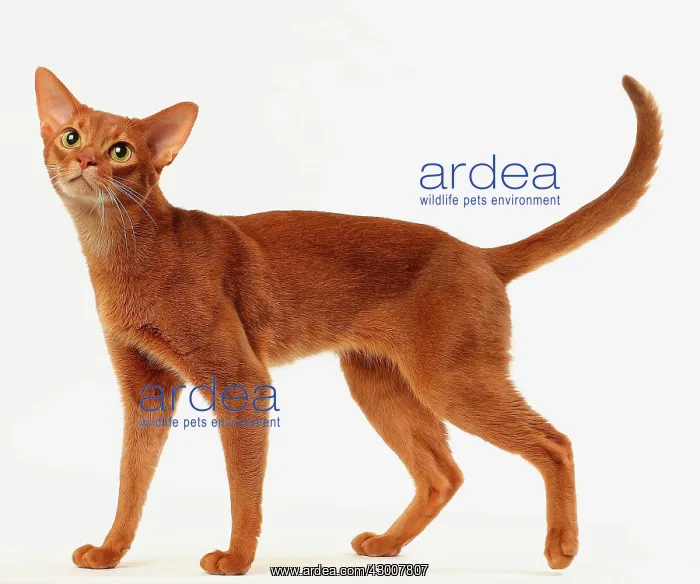 : Cat Sorrel Abyssinian : Cat Sorrel Abyssinian