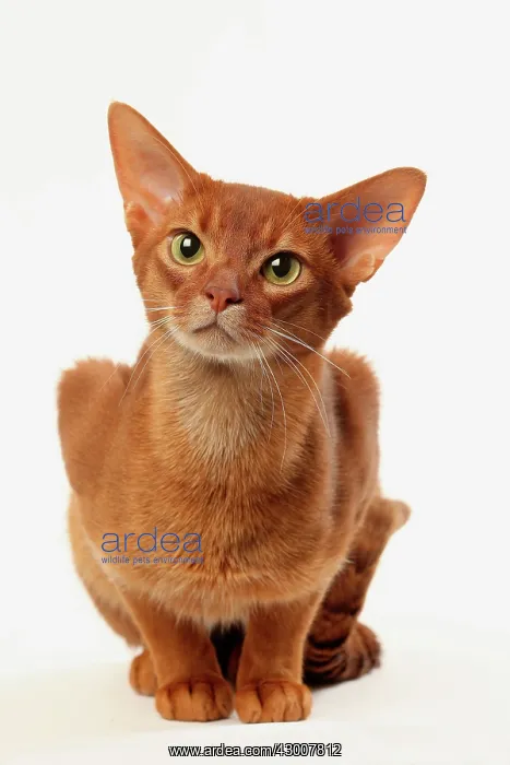 : Cat Sorrel Abyssinian : Cat Sorrel Abyssinian