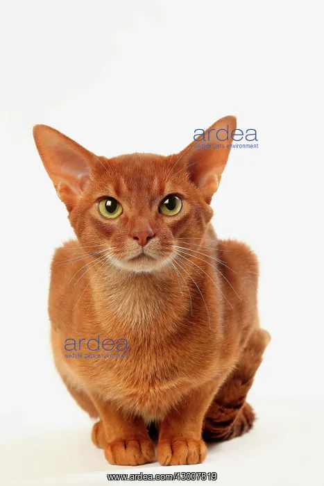 : Cat Sorrel Abyssinian : Cat Sorrel Abyssinian