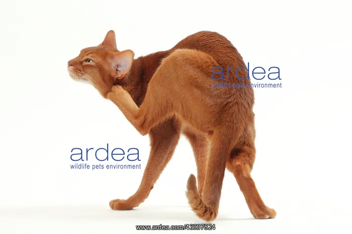 : Cat Sorrel Abyssinian : Cat Sorrel Abyssinian