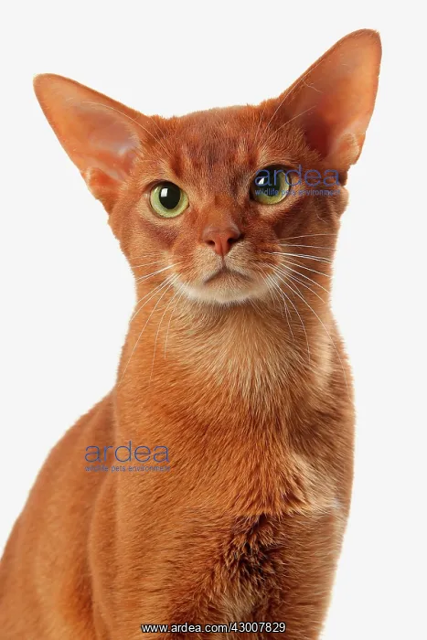 : Cat Sorrel Abyssinian : Cat Sorrel Abyssinian