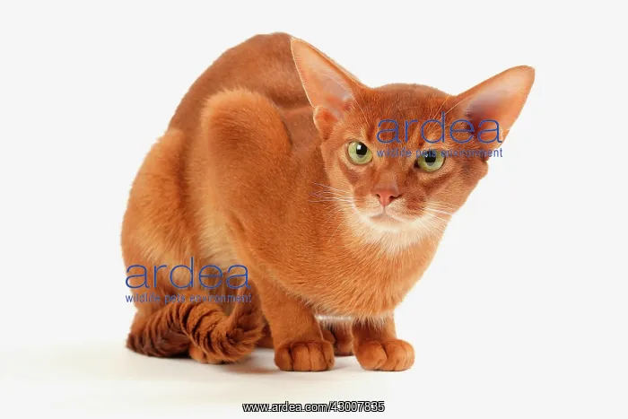 : Cat Sorrel Abyssinian : Cat Sorrel Abyssinian