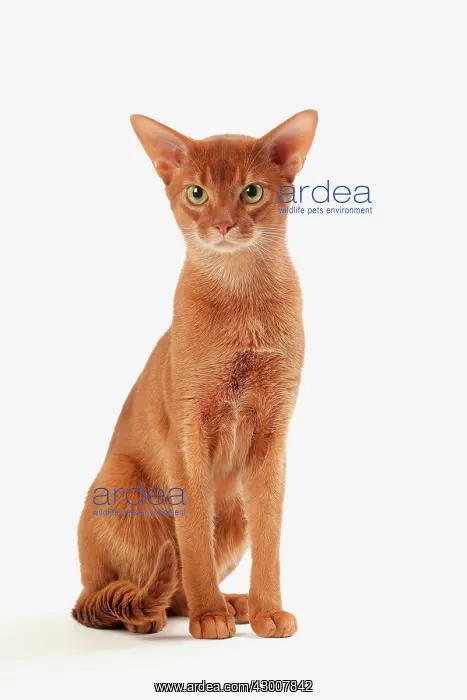 : Cat Sorrel Abyssinian : Cat Sorrel Abyssinian