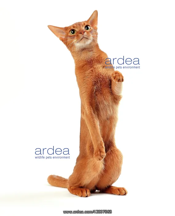 : Cat Sorrel Abyssinian on hind legs : Cat Sorrel Abyssinian on hind legs