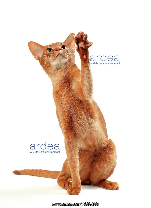 : Cat Sorrel Abyssinian on hind legs : Cat Sorrel Abyssinian on hind legs
