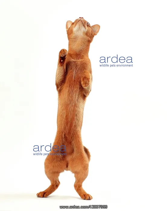 : Cat Sorrel Abyssinian on hind legs : Cat Sorrel Abyssinian on hind legs