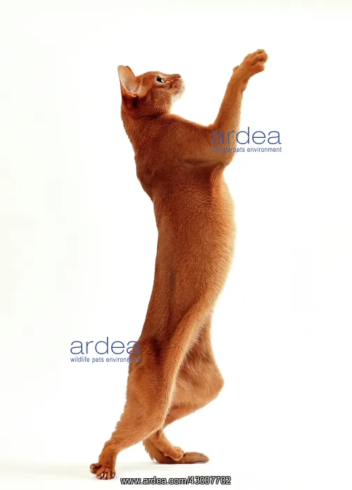 : Cat Sorrel Abyssinian on hind legs : Cat Sorrel Abyssinian on hind legs