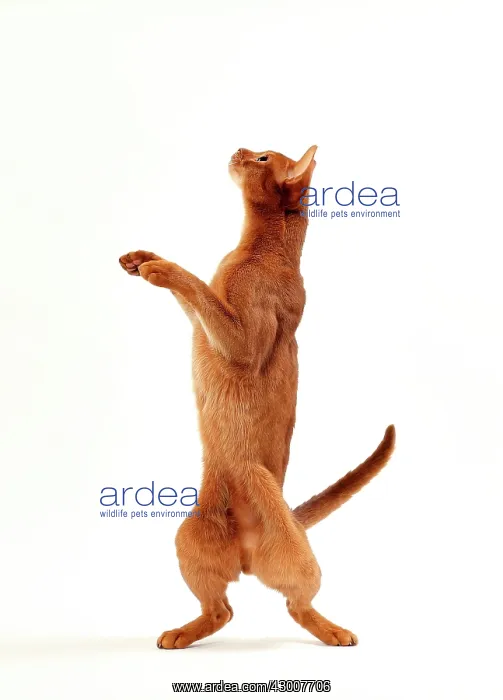: Cat Sorrel Abyssinian on hind legs : Cat Sorrel Abyssinian on hind legs