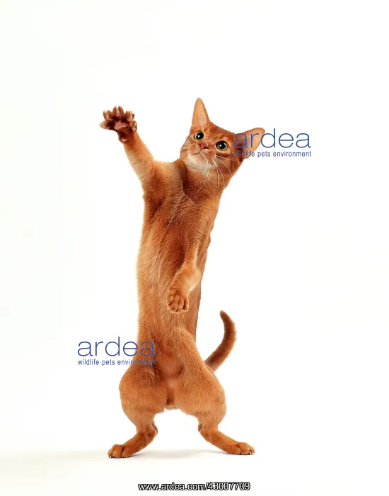 : Cat Sorrel Abyssinian on hind legs : Cat Sorrel Abyssinian on hind legs