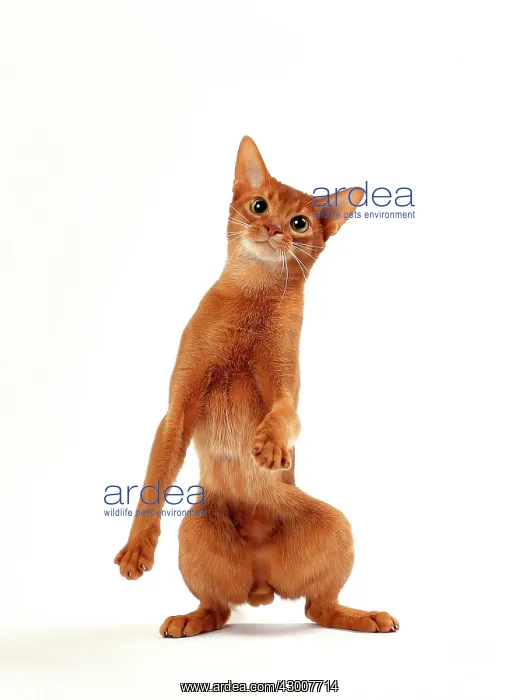: Cat Sorrel Abyssinian on hind legs : Cat Sorrel Abyssinian on hind legs