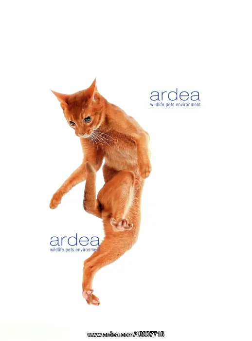: Cat Sorrel Abyssinian on hind legs : Cat Sorrel Abyssinian on hind legs