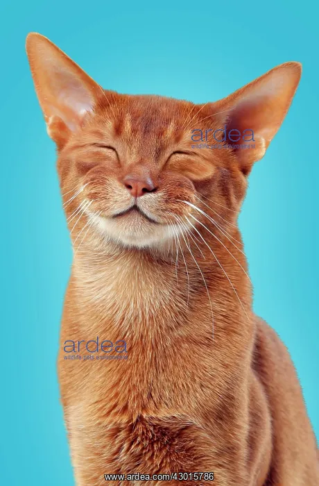 : Cat Sorrel Abyssinian smiling. Digital Manipulation : Cat Sorrel Abyssinian smiling. Digital Manipulation