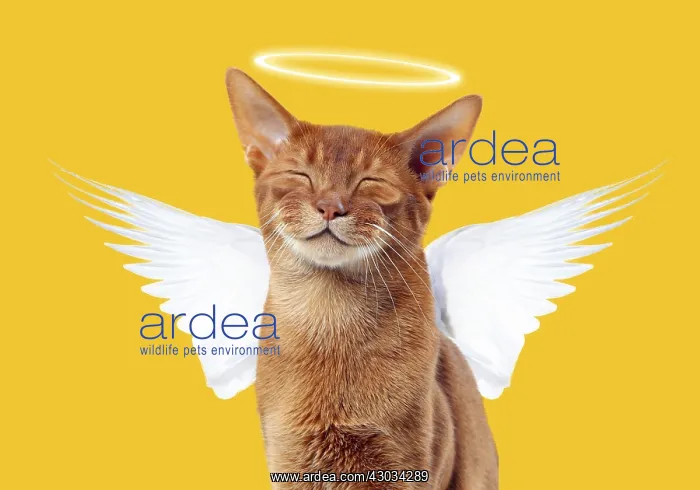 : Cat - Sorrel Abyssinian - smiling Digital Manipulation: : Cat - Sorrel Abyssinian - smiling Digital Manipulation: