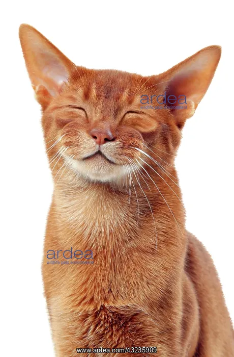 : Cat Sorrel Abyssinian smiling. Digital Manipulation : Cat Sorrel Abyssinian smiling. Digital Manipulation