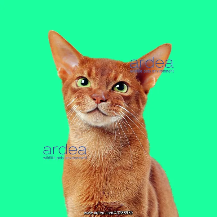: Cat - Sorrel Abyssinian - smiling against green background : Cat - Sorrel Abyssinian - smiling against green background