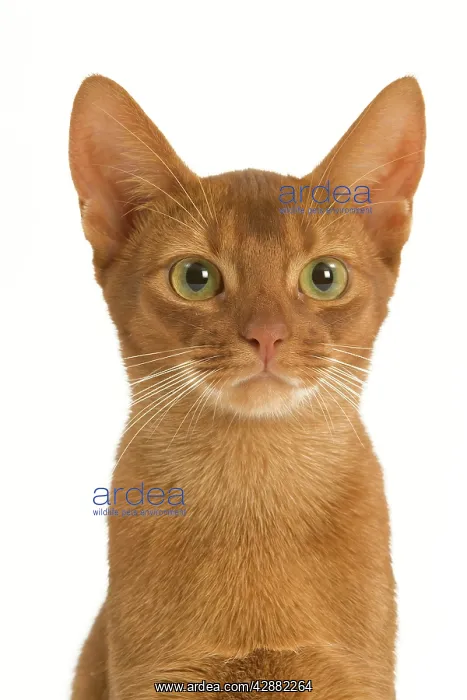 : Cat - Sorrel Abyssinian in studio : Cat - Sorrel Abyssinian in studio
