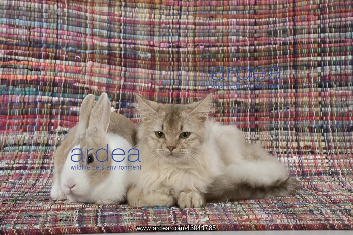  : CAT. Sorrel Somali with a dutch rabbit