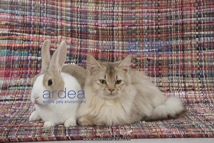  : CAT. Sorrel Somali with a dutch rabbit