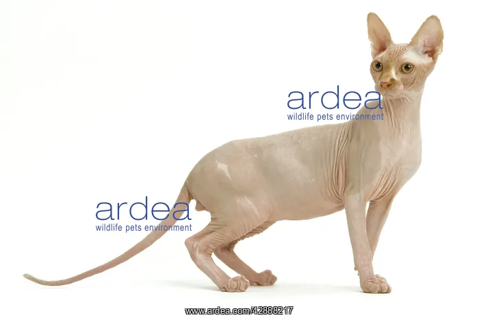  : Cat - Sphinx