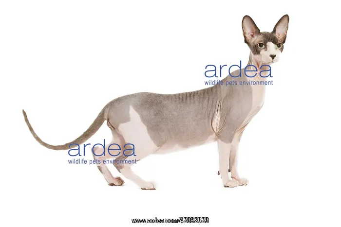  : Cat - Sphinx