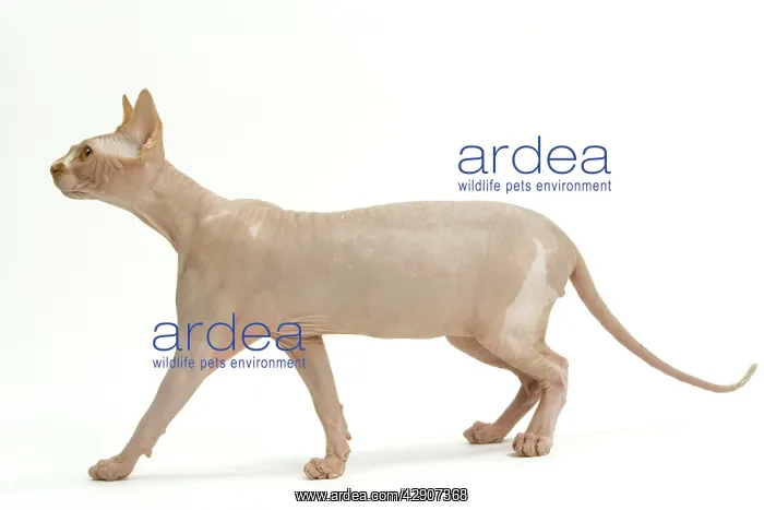  : Cat - Sphinx