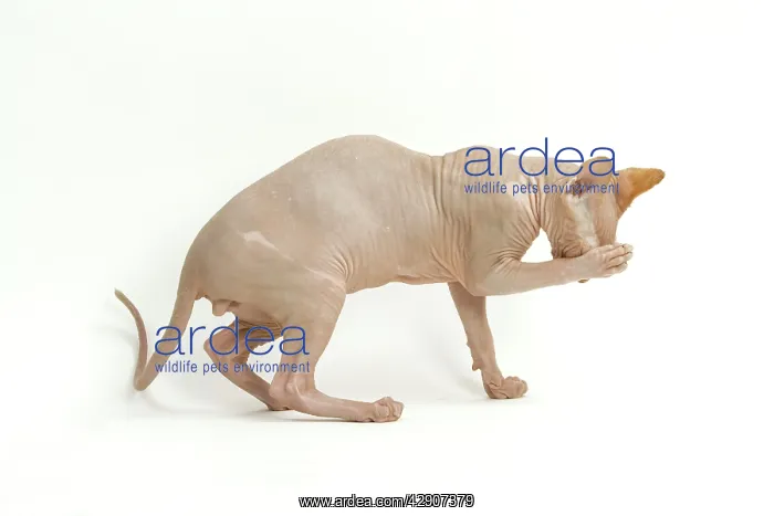 : Cat - Sphinx