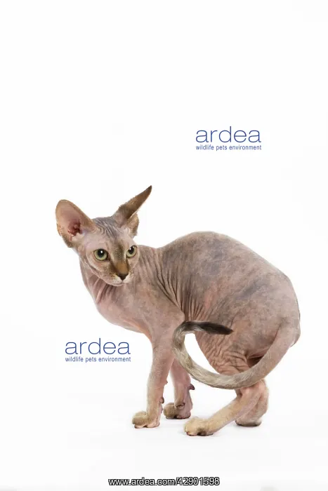  : Cat - Sphinx kitten - 4 months old