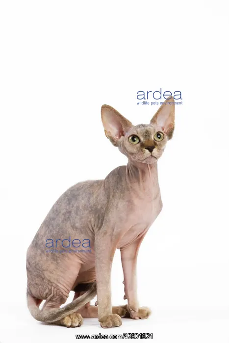  : Cat - Sphinx kitten - 4 months old