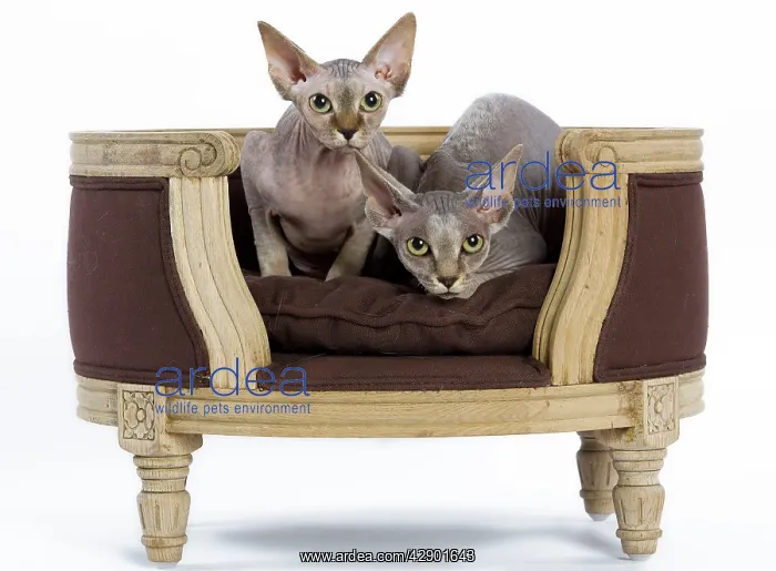  : Cat - Sphinx kitten - 4 months old