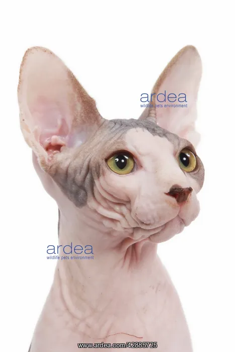  : Cat - Sphinx in studio
