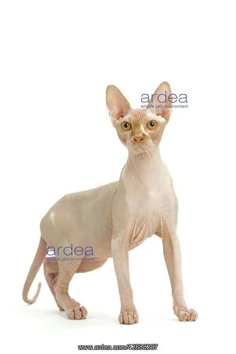  : Cat - Sphinx in studio