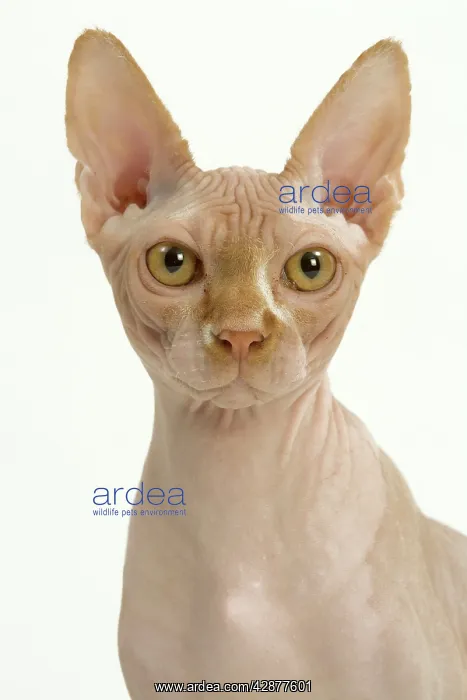  : Cat - Sphynx