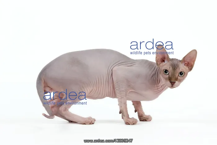  : Cat - Sphynx