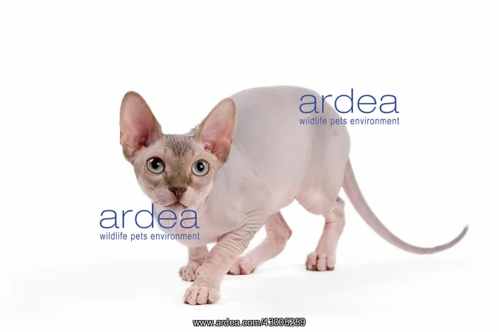  : Cat - Sphynx