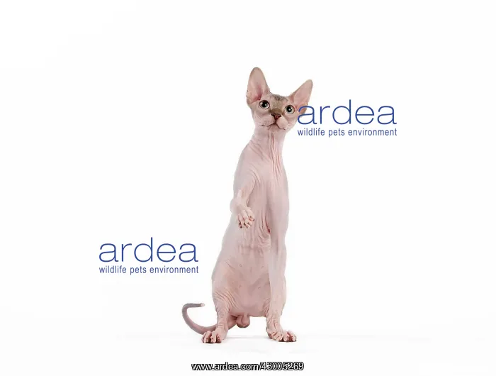  : Cat - Sphynx