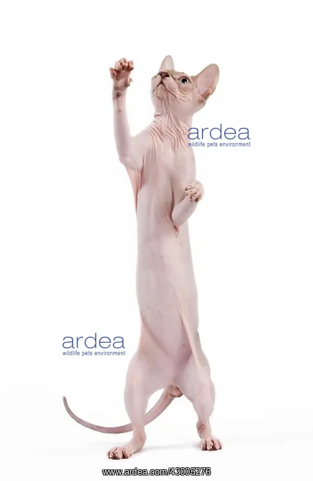  : Cat - Sphynx