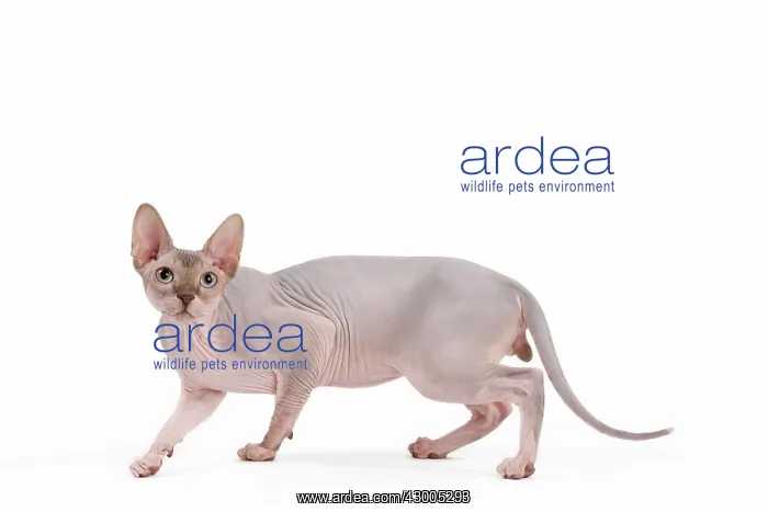  : Cat - Sphynx