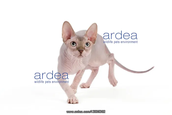  : Cat - Sphynx